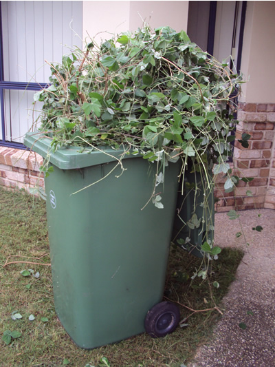 Jungle bin Jungle bin